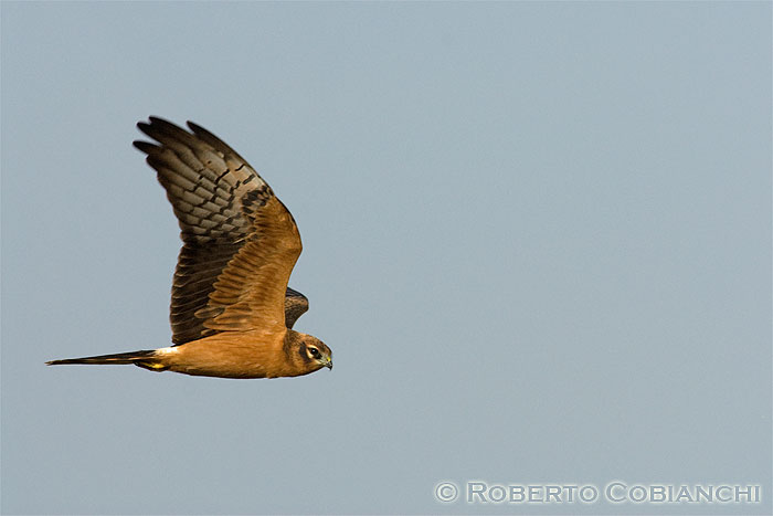 Albanella minore juv.